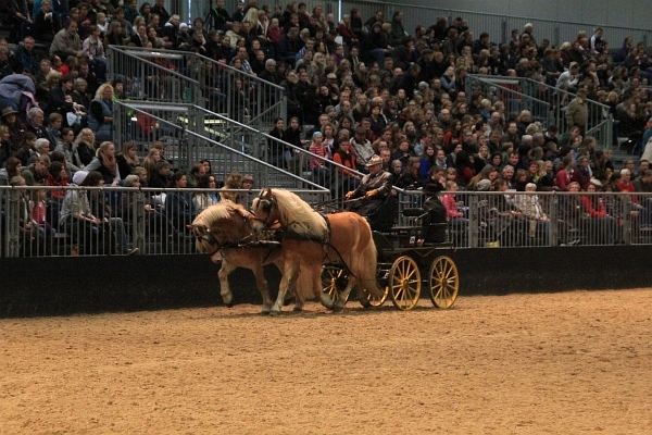 Pferd_Jagd   058.jpg